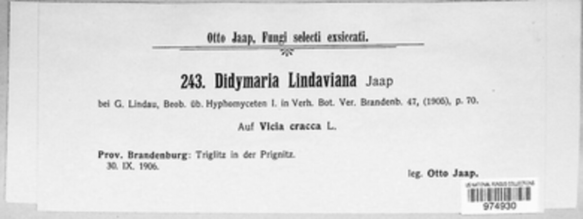 Didymaria lindaviana image